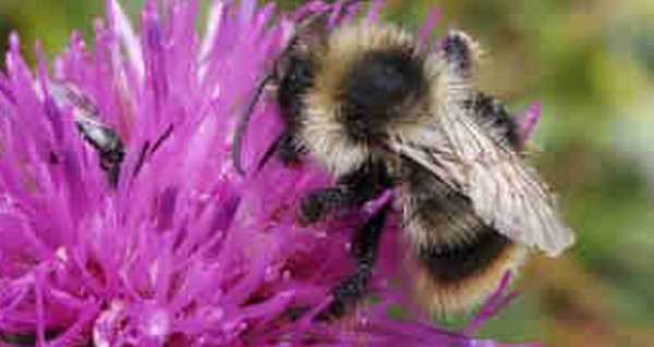 domenica 12 aprile  Colli Isolani